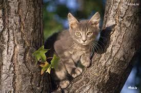 Would you save a kitten from in a tree?