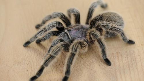 How long can a tarantula survive without food?