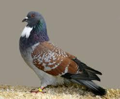 Comment s'appelle le pigeon?