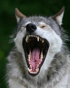What are "wolf teeth"?