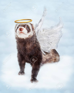 What is an angel ferret called? Hint:  My first is a red/yellow/green fruit that grows on a tree My second is Nai backwards My third is the opposite of a column
