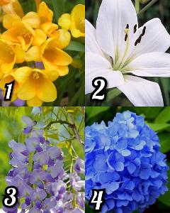 Quale fiore preferisci?