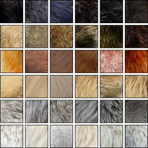 How many coat colors do wolves come in?