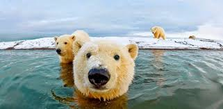 what color is a polar bear's fur?