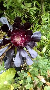 Favorite black flower: