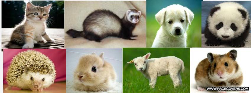 What's your favourite animal?