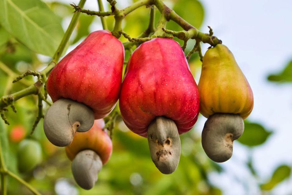 Cashew: