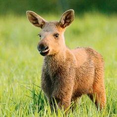 What is a baby moose?