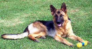 Easy #2 The number one Police dog in the United states (They are all correct. OR ARE THEY!!)