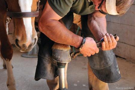 How often must the farrier come to trim a horse's hooves?