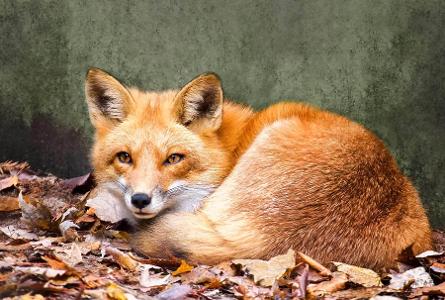 What'a scientific name for a fox?