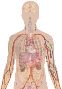 What is the largest organ in the human body?
