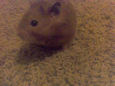 Do you like my hamster? (his name is Cocoa)