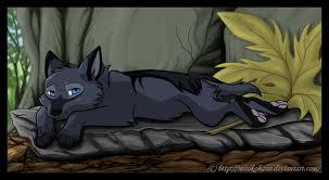 what would you do if you got lost from your wolf pack?