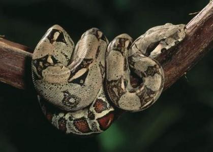 What are the two similarities in all snakes?