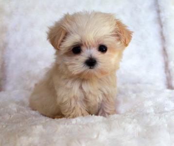 What do you think of this cute puppy?