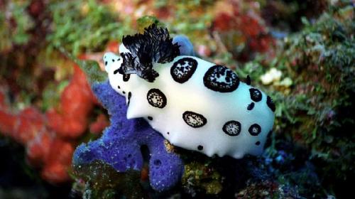 how many species of nudibranch are there in the world?