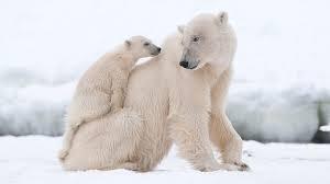 how did the polar bear get endangered?