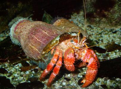 Which of these marine animals is not a crustacean?