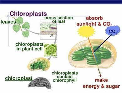The process of photosynthesis is carried out mostly by which organelle?