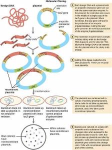What is the role of restriction enzymes in genetic engineering?