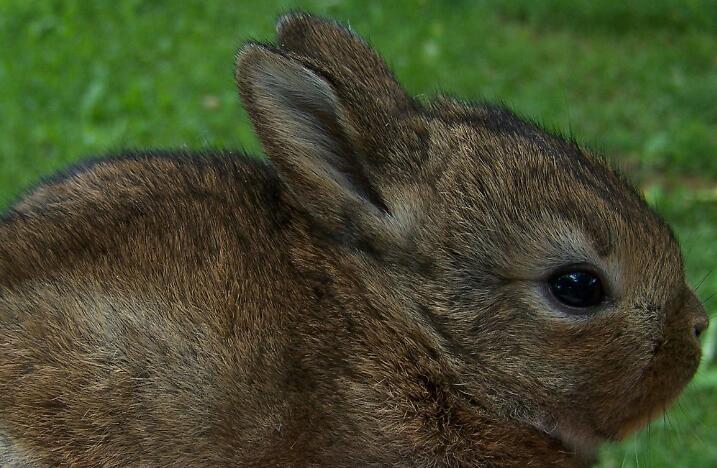 If you saw a wild bunny in the park,  what is your respnse?