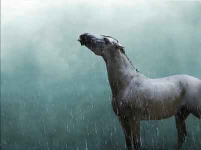 If it was storming and your horses were out in the pasture, you would . . .