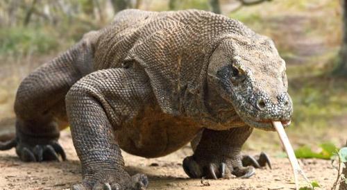 About how long is an adult Komodo dragon?