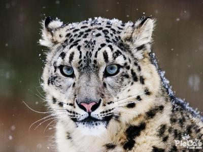 Is a Snow leopard related to the jungle leopard?