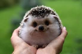 You heard the doorbell and went to get it since your parents were helping your oldest sister, Delia, take care of her new born baby boy, Jason. You smiled seeing a box filled with four hedgehogs and a cage with a little fox. You took them inside because the fox was clearly tame.