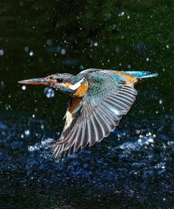 Which fish has the ability to 'fly' above water and glide for long distances?