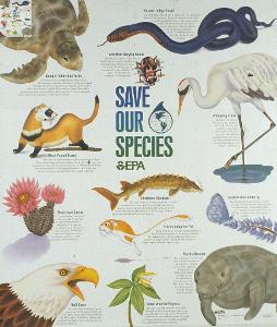 Which of the following is not a critically endangered species?
