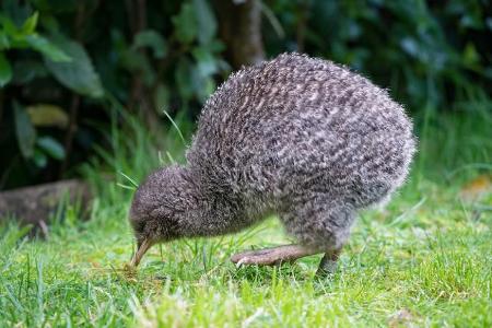 What type of food do kiwi birds usually eat?