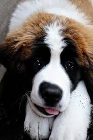 this is my absolute favorite type of dog in the world (St.Bernard) if this doesn't do anything I don't know what will?