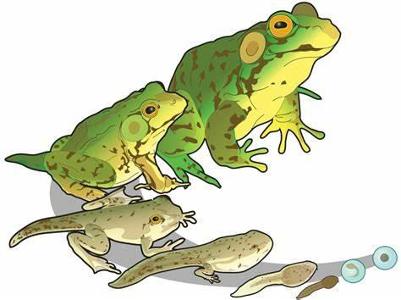 Which amphibian is known for its ability to puff up its body to appear larger and scare off predators?