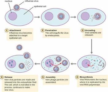 What is the primary role of viruses in microbiology?