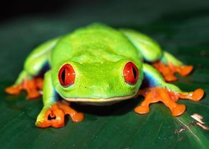 What group do frogs belong to?