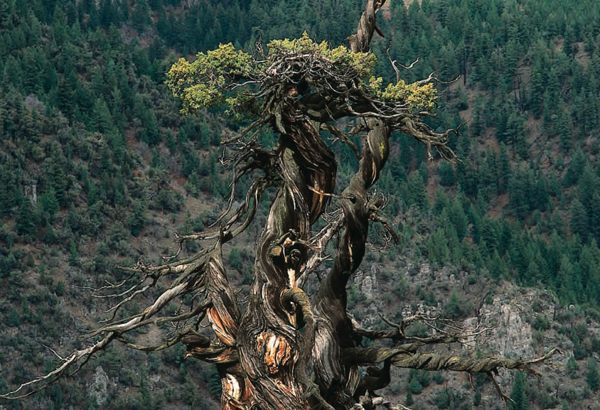 Turns out the big Hairy creature was just the trees blowing in the wind.