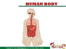 Which organs help with the absorption of nutrients?