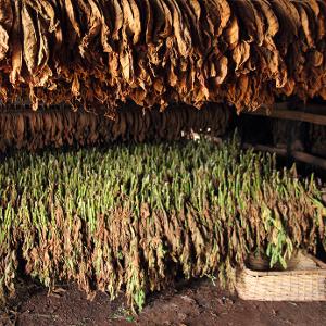 Which country is the largest producer of tobacco in the world?