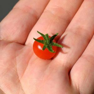 Why did the tomato turn red?