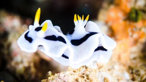 do nudibranch have teeth?