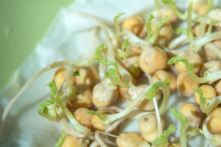 Which legume is eaten as sprouts?