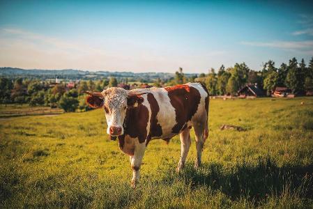 What is the minimum waiting time between consuming dairy and meat?