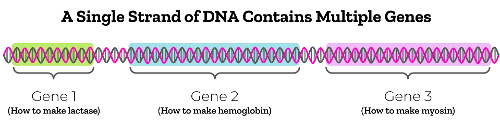 What is the term for the different forms of a gene?