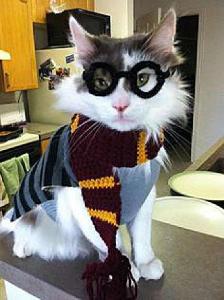 There is a puff of smoke and all of a sudden, Hagrid is in your house to whisk you and your cat away to Hogwarts! How does your cat react?