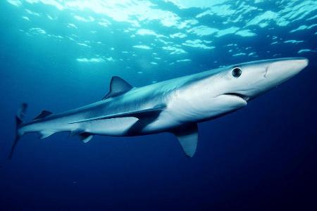 About how long is an average blue shark?