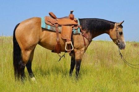 What are the two main riding styles?
