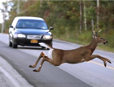 You find an animal on the road. It was run over. What do you do to road kill?