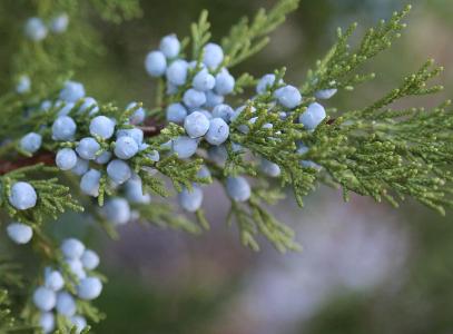 Which Spirit is made from Juniper berries?